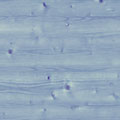 Blue 5